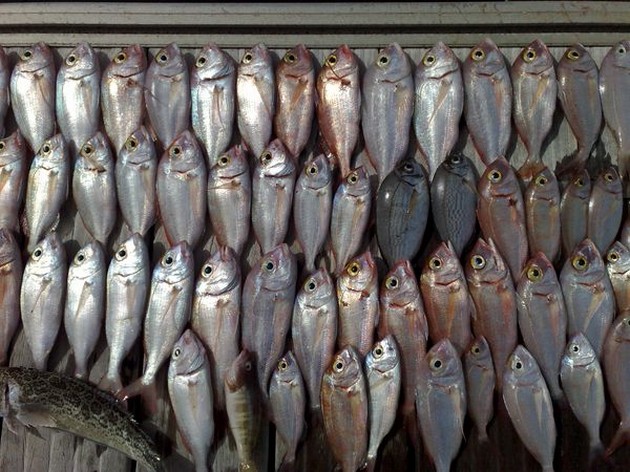 RIKTIG FISK Igår och idag fick vi gott - Cavalier & Blue Marlin Sport Fishing Gran Canaria