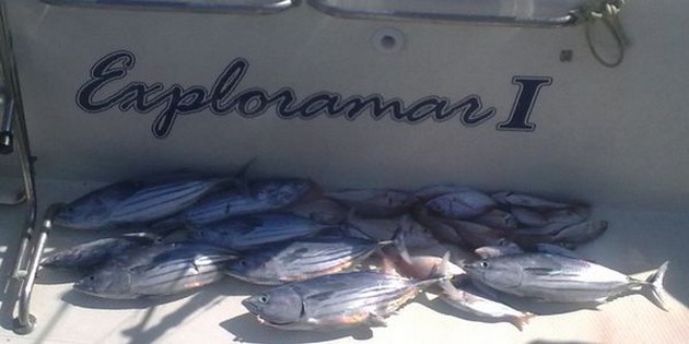 SKIPJACK TONIJN<br><br><br>Het waren enkele beroepsboten welke - Cavalier & Blue Marlin Sport Fishing Gran Canaria