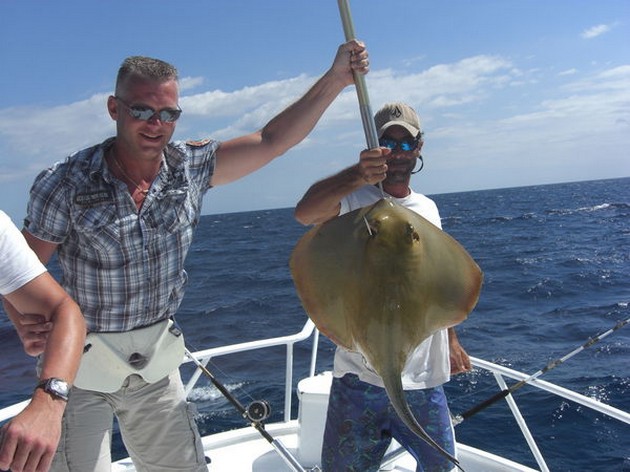 common stingray Cavalier & Blue Marlin Sport Fishing Gran Canaria