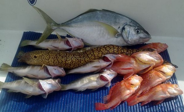AFRIKANSK POMPANO En afrikansk Pompano har fångats - Cavalier & Blue Marlin Sport Fishing Gran Canaria