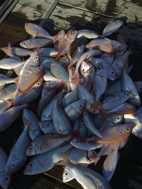 SEABREAMS Idag var inte riktigt en av våra bästa dagar. Vi - Cavalier & Blue Marlin Sport Fishing Gran Canaria