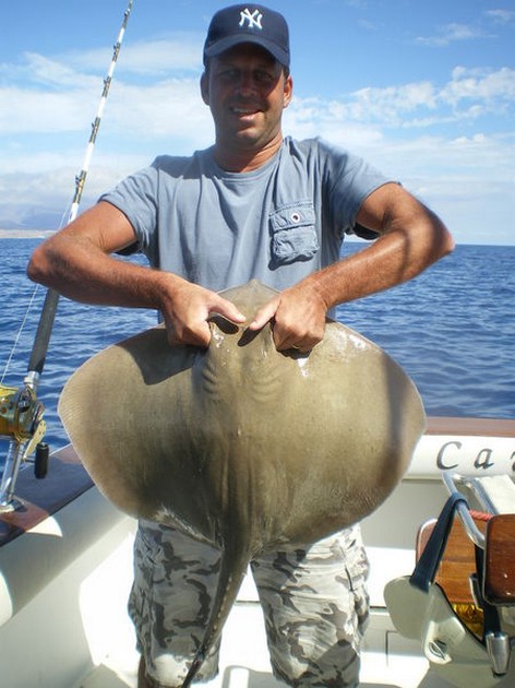 common stingray Cavalier & Blue Marlin Sport Fishing Gran Canaria