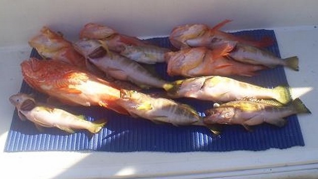 WRAKVISSEN<br><br>Gisteren hebben we op een wrakje gevist - Cavalier & Blue Marlin Sport Fishing Gran Canaria