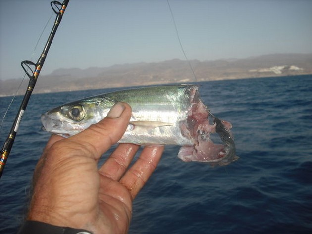 2 WAHOOS<br><br>November had voor onze klanten een goede - Cavalier & Blue Marlin Sport Fishing Gran Canaria