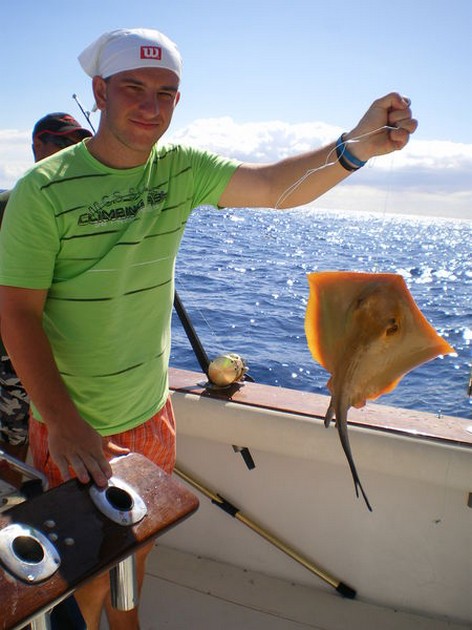 common stingray Cavalier & Blue Marlin Sport Fishing Gran Canaria