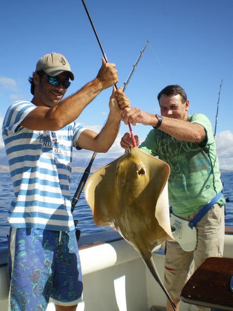 common stingray Cavalier & Blue Marlin Sport Fishing Gran Canaria