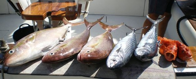 AMBERJACKS - ATLANTIC BONITO`S - SCORPION FISH Igår - Cavalier & Blue Marlin Sport Fishing Gran Canaria