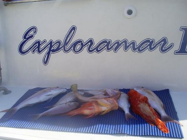 ENGELHAAI<br><br>Vanmorgen begonnen we de dag zowaar met - Cavalier & Blue Marlin Sport Fishing Gran Canaria
