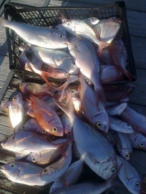 reef fishing Cavalier & Blue Marlin Sport Fishing Gran Canaria