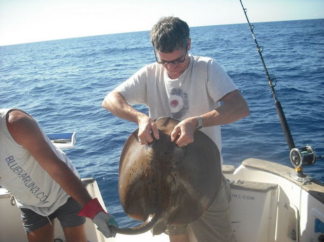 ANGELHAJAR Igår var det den holländska fiskaren - Cavalier & Blue Marlin Sport Fishing Gran Canaria