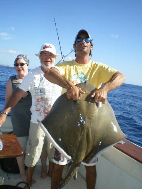 Common Stingray Cavalier & Blue Marlin Sport Fishing Gran Canaria