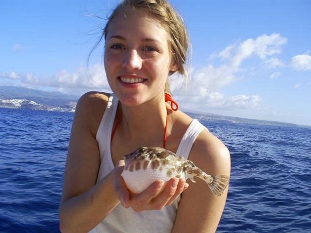 puffer fish Cavalier & Blue Marlin Sport Fishing Gran Canaria