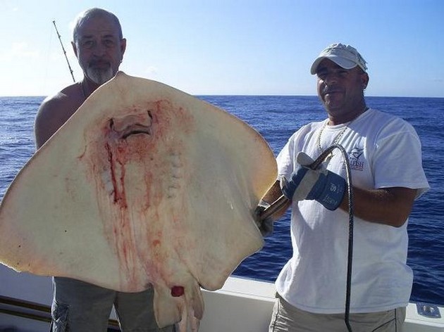 Common Stingray Cavalier & Blue Marlin Sport Fishing Gran Canaria