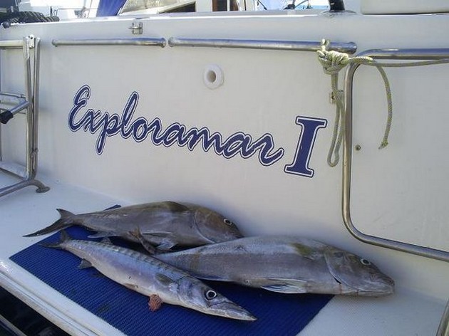 AMBERJACKS<br><br>Op de Exploramar werd vandaag gevist op - Cavalier & Blue Marlin Sport Fishing Gran Canaria