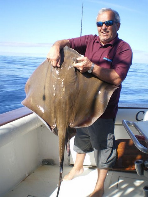 Common Stingray Cavalier & Blue Marlin Sport Fishing Gran Canaria