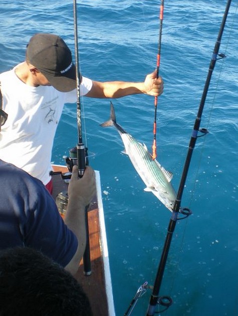 Atlantic Bonito Cavalier & Blue Marlin Sport Fishing Gran Canaria