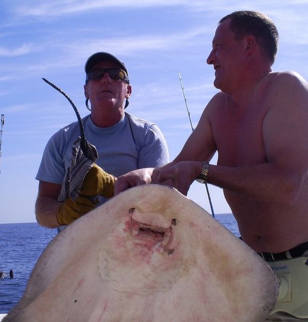 Common Stingray Cavalier & Blue Marlin Sport Fishing Gran Canaria