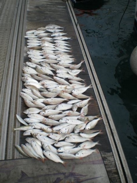 Seabreams Cavalier & Blue Marlin Sport Fishing Gran Canaria