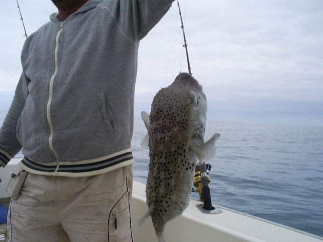  - Cavalier & Blue Marlin Sport Fishing Gran Canaria