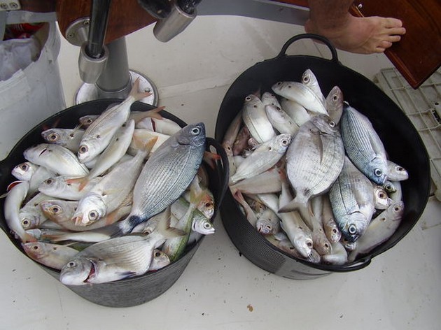 SEABREAMS På denna molniga lördag fiskade Cavalier - Cavalier & Blue Marlin Sport Fishing Gran Canaria
