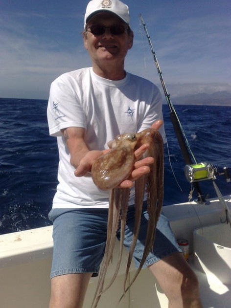 Octopus Cavalier & Blue Marlin Sport Fishing Gran Canaria