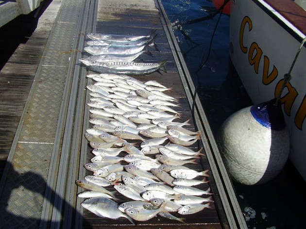 ZEEBRASEMS<br><br>Het was de Cavalier welke vanmorgen met - Cavalier & Blue Marlin Sport Fishing Gran Canaria