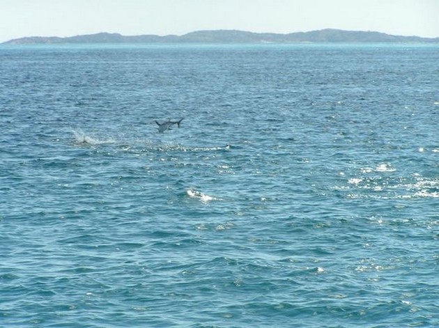 SKIPJACK TUNA Idag trollade båten Cavalier. Några - Cavalier & Blue Marlin Sport Fishing Gran Canaria