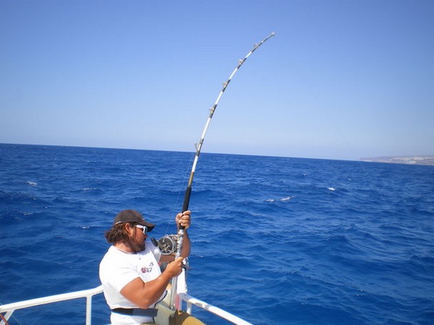 ENGELHAAIEN<br><br>Vandaag werd het totaal aantal gevangen - Cavalier & Blue Marlin Sport Fishing Gran Canaria
