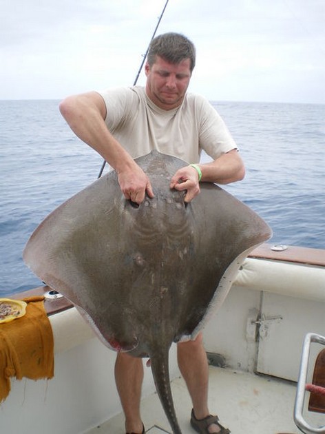 Common Stingray Cavalier & Blue Marlin Sport Fishing Gran Canaria