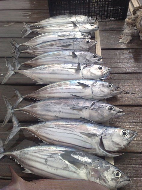 Skipjack Tuna Cavalier & Blue Marlin Sport Fishing Gran Canaria