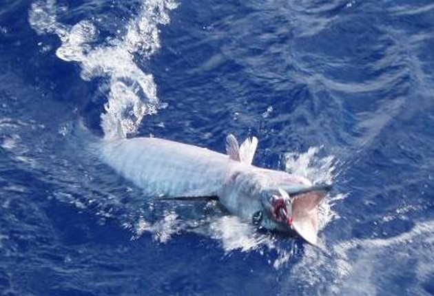 BRA FÅNGNINGAR Idag rapporterade båda båtar bra fångster. De - Cavalier & Blue Marlin Sport Fishing Gran Canaria