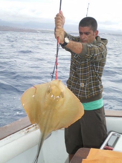 Common Stingray Cavalier & Blue Marlin Sport Fishing Gran Canaria