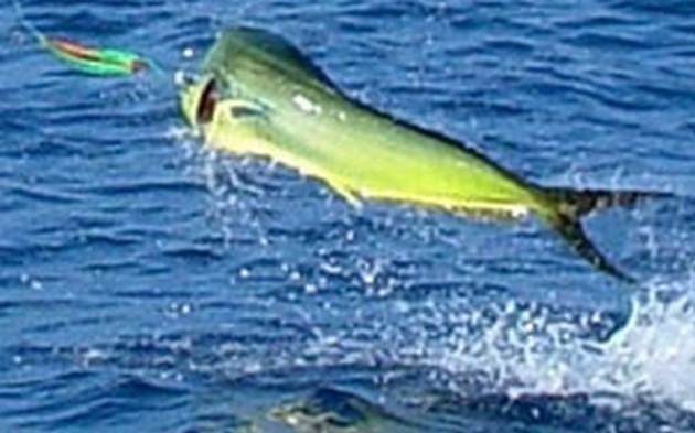 DORADO<br><br>Zowel gisteren als vandaag was de CAVALIER - Cavalier & Blue Marlin Sport Fishing Gran Canaria