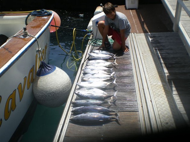 VEEL SKIPJACKS<br><br>De EXPLORAMAR was vandaag geboekt als - Cavalier & Blue Marlin Sport Fishing Gran Canaria