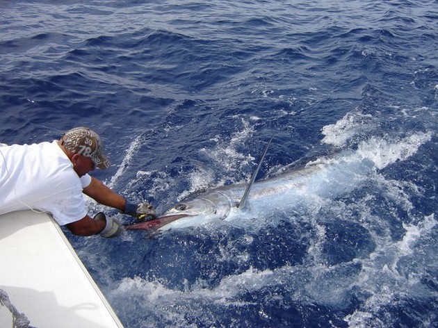 Blue Marlin Cavalier & Blue Marlin Sport Fishing Gran Canaria