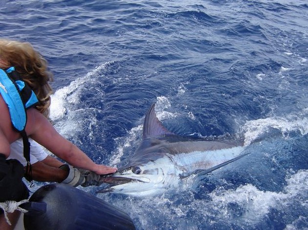 BLAUWE MARLIJN GERELEASED<br><br>De EXPLORAMAR was vanmorgen - Cavalier & Blue Marlin Sport Fishing Gran Canaria