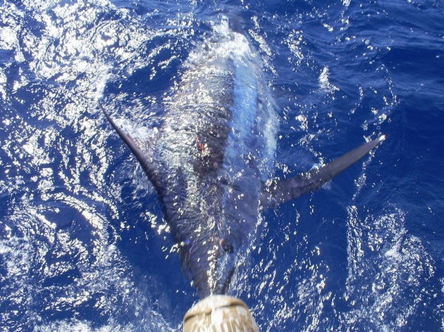 Blue Marlin Cavalier & Blue Marlin Sport Fishing Gran Canaria