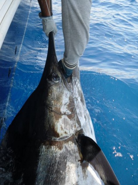 30/05 Blue Marlin Cavalier & Blue Marlin Sport Fishing Gran Canaria