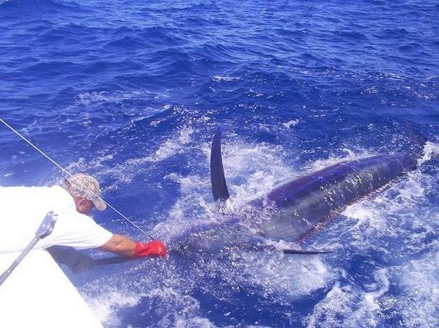 tagged and released Cavalier & Blue Marlin Sport Fishing Gran Canaria