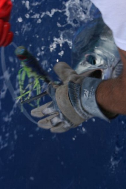 SPEERVIS GERELEASED<br><br>De allereerste Speervis van 2010 - Cavalier & Blue Marlin Sport Fishing Gran Canaria