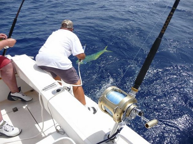 Dorado Cavalier & Blue Marlin Sport Fishing Gran Canaria
