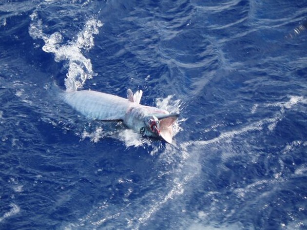  - Cavalier & Blue Marlin Sport Fishing Gran Canaria