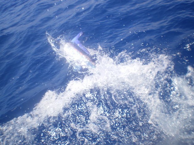 WITTE MARLIJN<br><br>Beide boten hebben vandaag slepend gevist - Cavalier & Blue Marlin Sport Fishing Gran Canaria