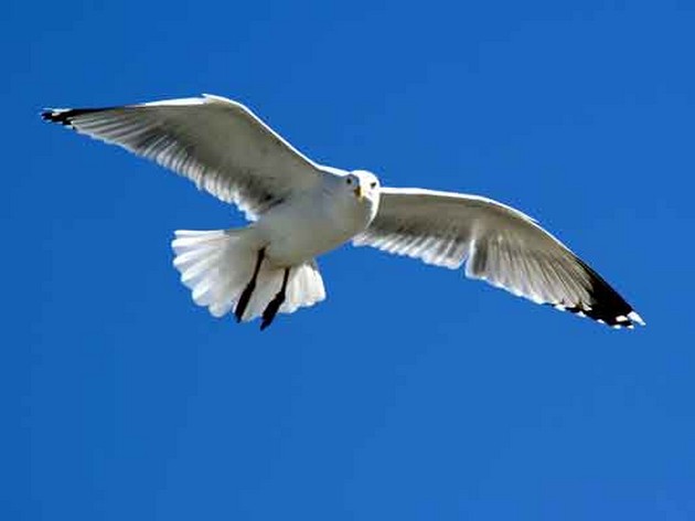  - Cavalier & Blue Marlin Sport Fishing Gran Canaria