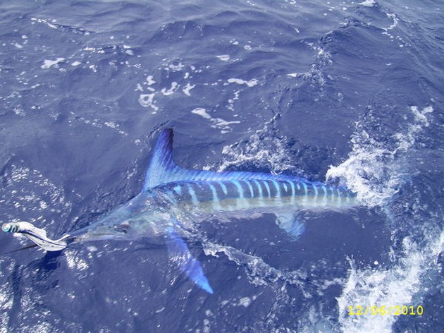 White Marlin Cavalier & Blue Marlin Sport Fishing Gran Canaria