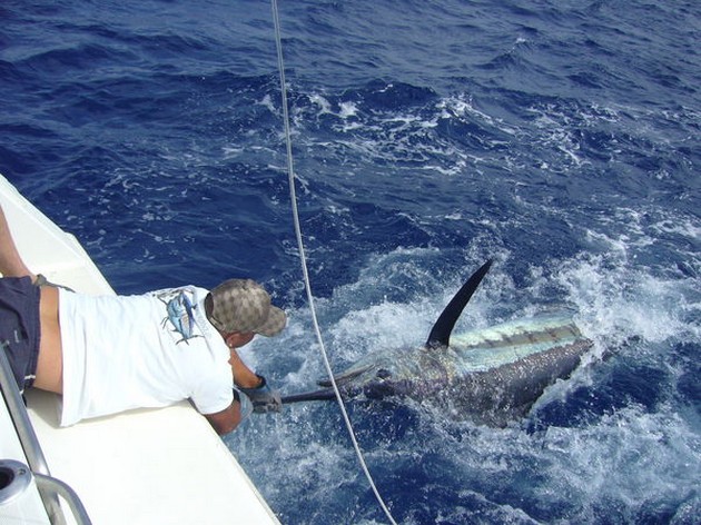 14/06 Blue Marlin Cavalier & Blue Marlin Sport Fishing Gran Canaria