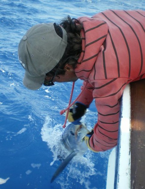 Spearfish Cavalier & Blue Marlin Sport Fishing Gran Canaria