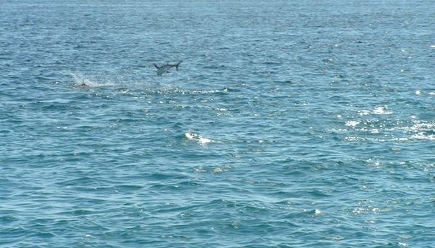 SPEERVIS RELEASED<br><br>Ook vandaag werd het weer een spannende - Cavalier & Blue Marlin Sport Fishing Gran Canaria