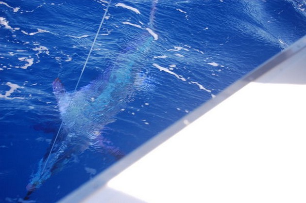 OPNIEUW EEN SPEERVIS<br><br><br>Het was vandaag de boot EXPLORAMAR - Cavalier & Blue Marlin Sport Fishing Gran Canaria