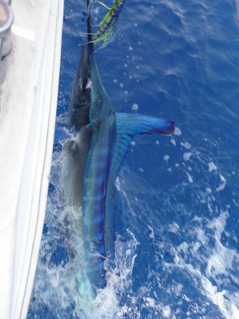 21/06 Spearfish Cavalier & Blue Marlin Sport Fishing Gran Canaria